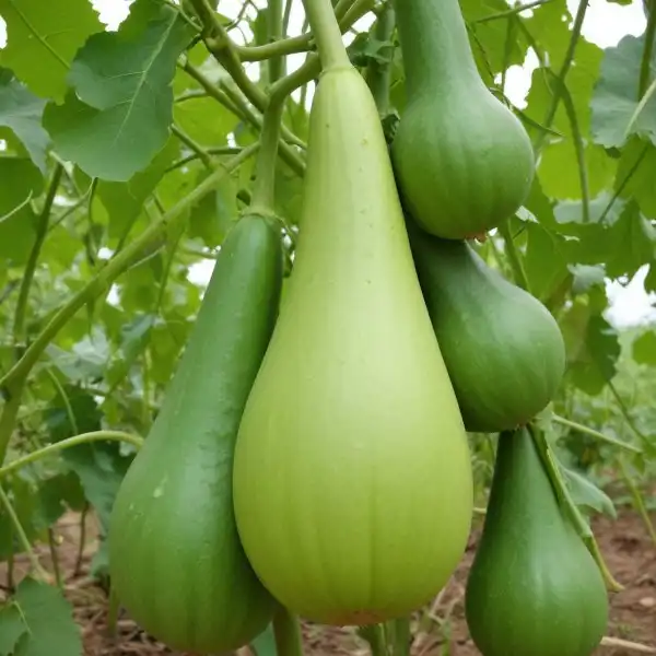 freepik__bottle-gourd__1943_600x600.webp