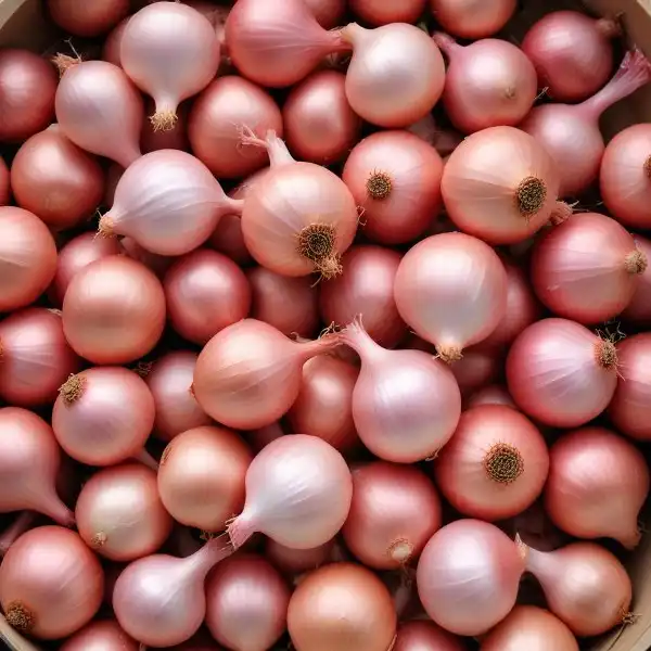 freepik__small-onion-shallots__1939_600x600.webp